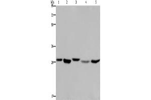 Western Blotting (WB) image for anti-Enoyl CoA Hydratase, Short Chain, 1, Mitochondrial (ECHS1) antibody (ABIN2423345) (ECHS1 anticorps)