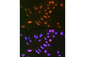 Immunofluorescence analysis of U-2 OS cells using SF3B3/S Rabbit mAb (ABIN7270544) at dilution of 1:100 (40x lens). (SF3B3 anticorps)