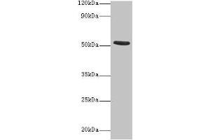 Western blot All lanes: CHRNA1 antibody at 2 μg/mL + Recombinant Acetylcholine receptor subunit alpha protein 0. (CHRNA1 anticorps  (AA 25-234))