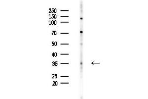 Western blot analysis of lysates from HUVEC cells(starvation 24h treatment), using CDK3 Antibody at 1/1000 dilution.