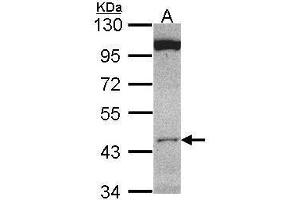 WB Image Sample (30 ug of whole cell lysate) A: HCT116 10% SDS PAGE antibody diluted at 1:1000 (CLUAP1 anticorps)