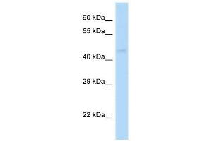 Western Blot showing Gabrp antibody used at a concentration of 1. (GABRP anticorps  (N-Term))