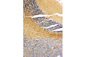Anti-NM23A antibody, IHC(P) IHC(P): Rat Cerebellum Tissue