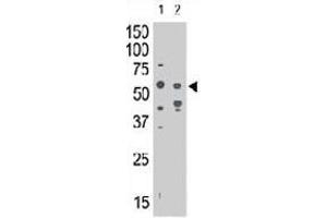 The SIGLEC7 polyclonal antibody  is used in Western blot to detect SIGLEC7 in mouse liver tissue lysate (lane 1) and in HL-60 cell lysate (lane 2) . (SIGLEC7 anticorps  (N-Term))
