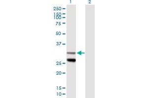 Western Blot analysis of SCO1 expression in transfected 293T cell line by SCO1 MaxPab polyclonal antibody.