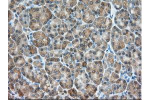 Immunohistochemical staining of paraffin-embedded Human liver tissue using anti-PDE4A mouse monoclonal antibody. (PDE4A anticorps)