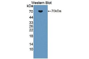 Western blot analysis of the recombinant protein. (TJP1 anticorps  (AA 23-502))