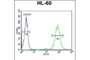 Flow cytometric analysis of HL-60 cells (right histogram) compared to a negative control cell (left histogram). (CD69 anticorps  (AA 119-148))
