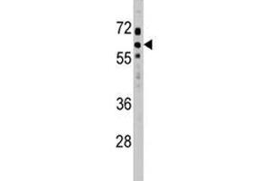 SOCS7 antibody western blot analysis in HeLa lysate.