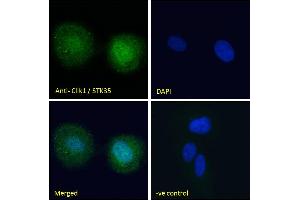 ABIN185178 Immunofluorescence analysis of paraformaldehyde fixed U2OS cells, permeabilized with 0.