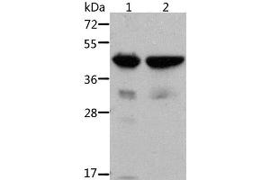 Western Blot analysis of Mouse muscle and heart tissue using ACTA1 Polyclonal Antibody at dilution of 1:500 (Actin anticorps)