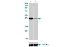 Western blot analysis of POU6F1 over-expressed 293 cell line, cotransfected with POU6F1 Validated Chimera RNAi (Lane 2) or non-transfected control (Lane 1). (POU6F1 anticorps  (AA 193-301))