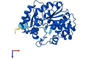 AlphaFold protein structure predicition of Human Recombinant SULT1E1 Protein, UniprotID P49888