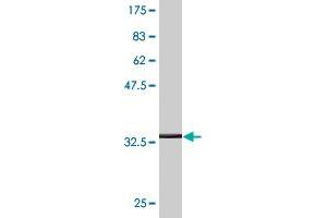 Western Blot detection against Immunogen (36.