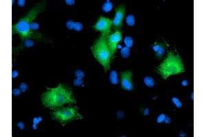 Immunofluorescence (IF) image for anti-Protein tyrosine Phosphatase, Non-Receptor Type 7 (PTPN7) antibody (ABIN1500502) (PTPN7 anticorps)