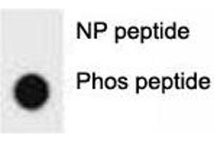Dot blot analysis of phospho-ERBB2 antibody.
