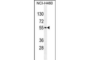MIER2 Antibody (N-term) (ABIN655124 and ABIN2844753) western blot analysis in NCI- cell line lysates (35 μg/lane).