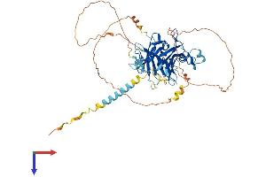 AlphaFold protein structure predicition of Human Recombinant TUB Protein, UniprotID P50607