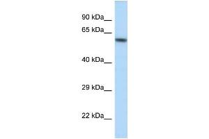 WB Suggested Anti-Kcnj3 Antibody Titration: 1. (KCNJ3 anticorps  (C-Term))