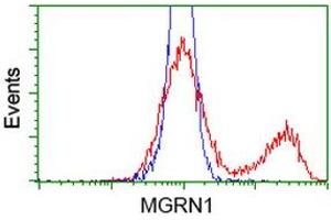 HEK293T cells transfected with either RC208284 overexpress plasmid (Red) or empty vector control plasmid (Blue) were immunostained by anti-MGRN1 antibody (ABIN2454424), and then analyzed by flow cytometry. (Mahogunin RING Finger Protein 1 anticorps)