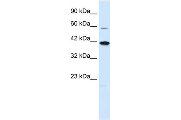 KCNK13 Antikörper  (C-Term)