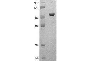 Validation with Western Blot