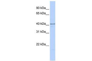HNRPDL antibody used at 1 ug/ml to detect target protein. (HNRPDL anticorps  (C-Term))