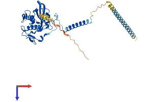 AlphaFold protein structure predicition of Human Recombinant GLIPR1L2 Protein, UniprotID Q4G1C9
