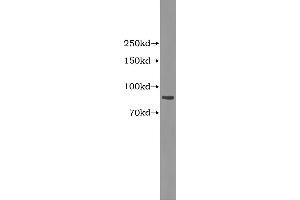 Western Blotting (WB) image for Complement Factor B (CFB) ELISA Kit (ABIN1114331) (Complement Factor B Kit ELISA)