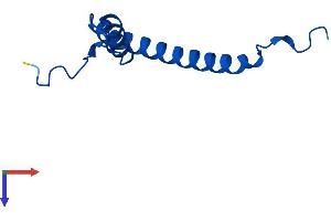 AlphaFold protein structure predicition of Human Recombinant MRPS21 Protein, UniprotID P82921