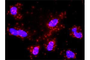 Proximity Ligation Analysis of protein-protein interactions between MSH2 and MLH1.