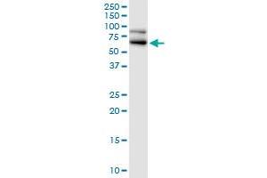 RANGAP1 MaxPab polyclonal antibody.