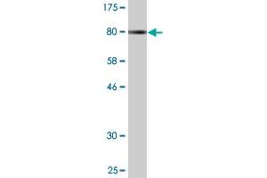 Western Blot detection against Immunogen (79. (ZNF165 anticorps  (AA 1-485))