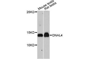 Western blot analysis of extracts of various cell lines, using DNAL4 antibody. (DNAL4 anticorps)