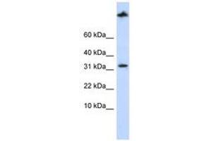 Image no. 1 for anti-Sterol Carrier Protein 2 (SCP2) (AA 144-193) antibody (ABIN6741390) (SCP2 anticorps  (AA 144-193))