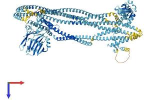 AlphaFold protein structure predicition of Human Recombinant SMC1A Protein, UniprotID Q14683