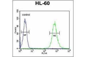 Flow Cytometric analysis of HL-60 cells using SLC35E2 Antibody (N-term) Cat. (SLC35E2 anticorps  (N-Term))
