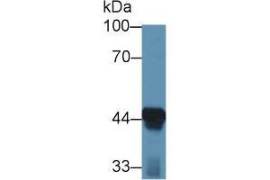 Western Blot; Sample: Mouse Liver lysate; Primary Ab: 1µg/ml Rabbit Anti-Mouse ACAA1 Antibody Second Ab: 0. (ACAA1 anticorps  (AA 182-424))