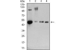 Western blot analysis using CD34 mouse mAb against mouse lung (1), rat lung (2), mouse kidney (3), and rat kidney (4) tissue lysate.