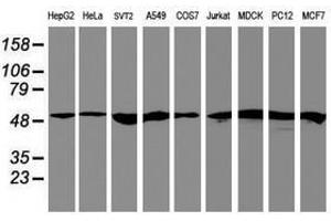 Image no. 1 for anti-Ring Finger Protein 113B (RNF113B) antibody (ABIN1500718) (RNF113B anticorps)