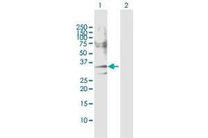 Western Blot analysis of CASP7 expression in transfected 293T cell line by CASP7 MaxPab polyclonal antibody. (Caspase 7 anticorps  (AA 1-303))