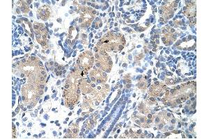 FOXR2 antibody was used for immunohistochemistry at a concentration of 2. (FOXR2 anticorps  (N-Term))