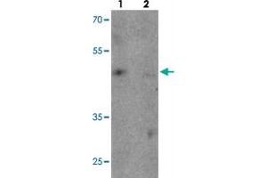 Western blot analysis of TNFAIP2 in K-562 cell lysate with TNFAIP2 polyclonal antibody  at 1 ug/mL in (1) the absence and (2) the presence of blocking peptide. (TNFAIP2 anticorps  (Internal Region))