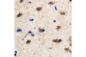 Immunohistochemical analysis of EFHC1 staining in rat brain formalin fixed paraffin embedded tissue section. (EFHC1 anticorps)