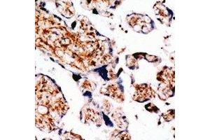 Immunohistochemical analysis of TGFBR3 staining in human placenta formalin fixed paraffin embedded tissue section.