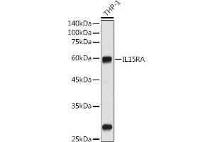 Western blot analysis of extracts of THP-1 cells, using IL15RA antibody (ABIN3017117, ABIN1680439 and ABIN7101500) at 1:1000 dilution. (IL15RA anticorps  (AA 31-205))
