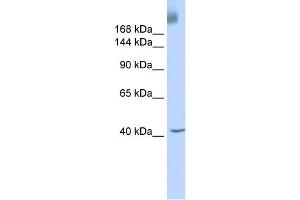 Western Blotting (WB) image for anti-TAF1 RNA Polymerase II, TATA Box Binding Protein (TBP)-Associated Factor, 250kDa (TAF1) antibody (ABIN2457955)