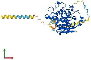 AlphaFold protein structure predicition of Human Recombinant GBGT1 Protein, UniprotID Q8N5D6