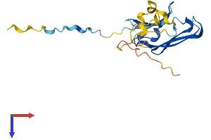 AlphaFold protein structure predicition of Human Recombinant CRYAB Protein, UniprotID P02511
