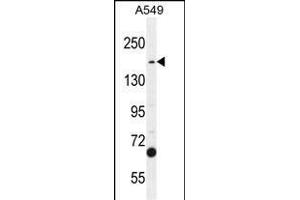 TDRD7 Antibody (C-term) (ABIN654935 and ABIN2844578) western blot analysis in A549 cell line lysates (35 μg/lane). (TDRD7 anticorps  (C-Term))
